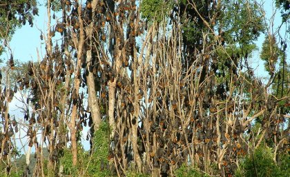 Pteropus poliocephalus colony: image Justin Welbergen